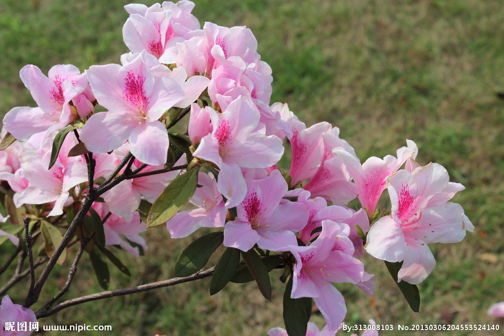 猫咪可以吃的和不可以吃的有什么,猫咪可以吃什么甜的