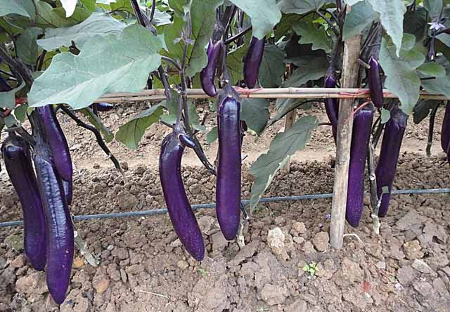 不要再纠结，得了肠胃病照着做，不治自愈