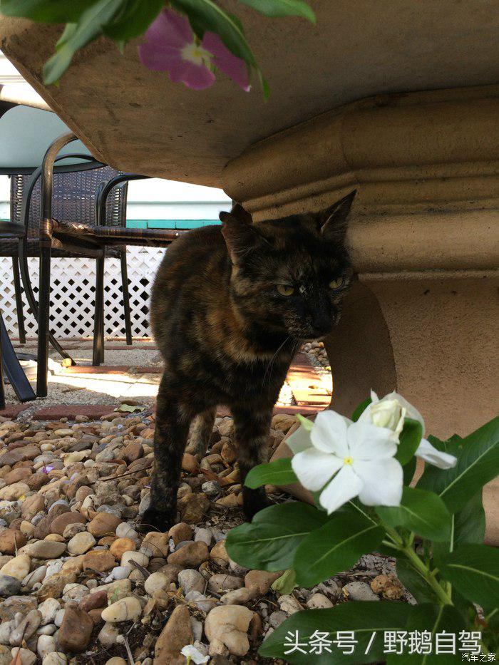 野鹅旅行,野鹅自驾无人区