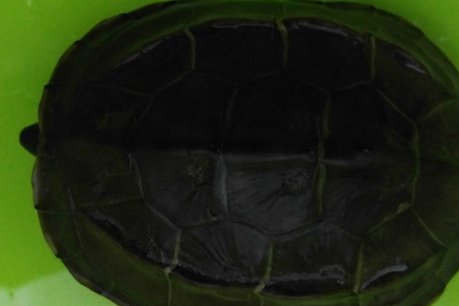 农村水域外来物种巴西龟可怕入侵中华本地乌龟前景堪忧