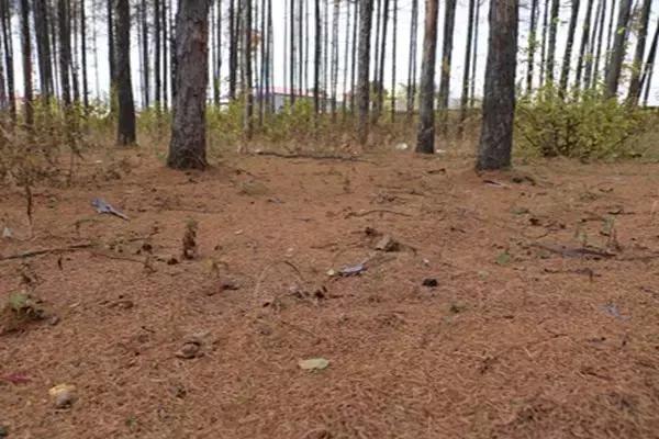 双鸭山市宝清县青原镇——金秋校园别样美