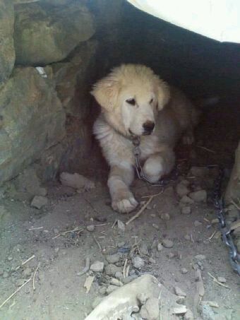 中国的土狗有哪些品种,中国最凶猛的十大土狗