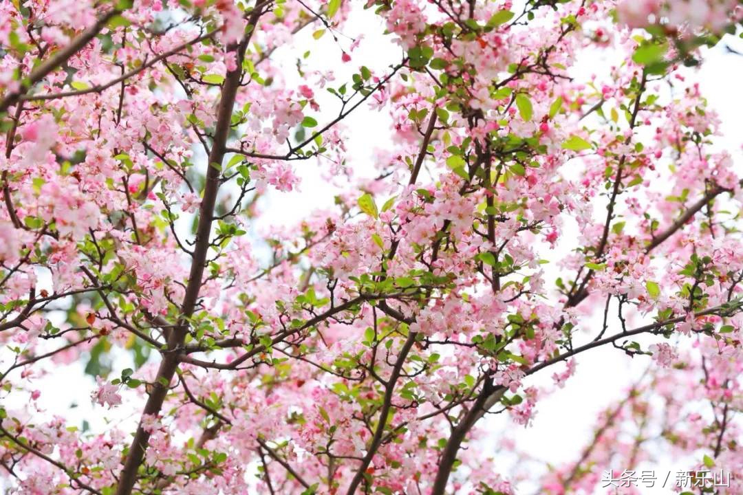 乐山的春天有多美,没去过乐山大佛但感觉去过