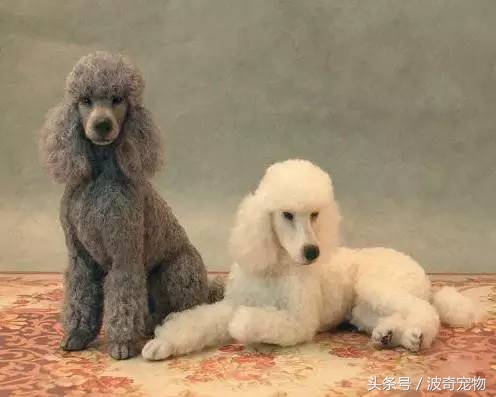 狗狗品种大全带你走进狗狗的世界,狗狗品种大全看看你认识几种