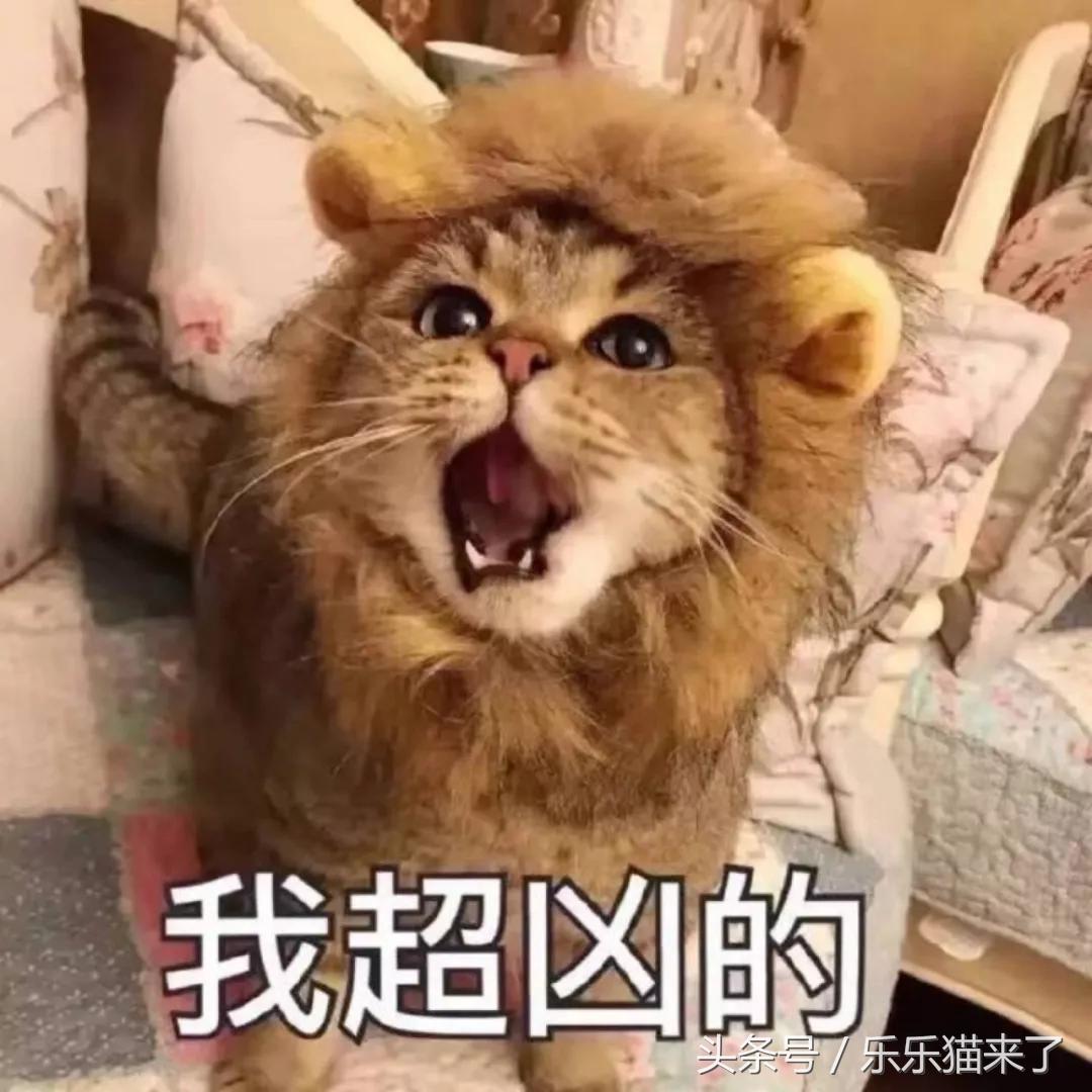 我家猫咪很害怕我怎么办,养猫咪一个月还是很凶怎么办