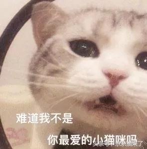 我家猫咪很害怕我怎么办,养猫咪一个月还是很凶怎么办