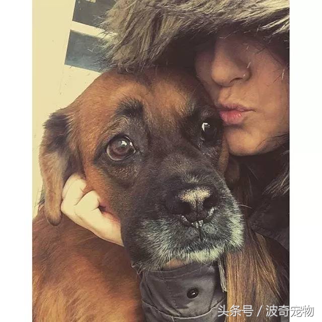 狗狗和你亲的几个表现,当你和你家的狗对视