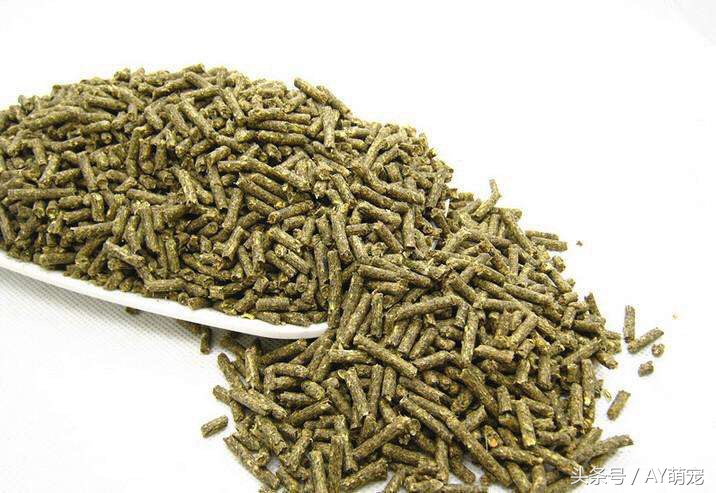 荷兰猪怎么才能养得好呢,最不好养的植物