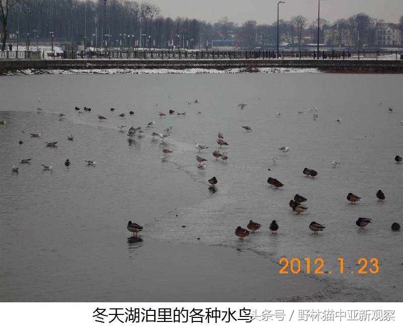 野林猫之-俄罗斯琥珀之都探秘