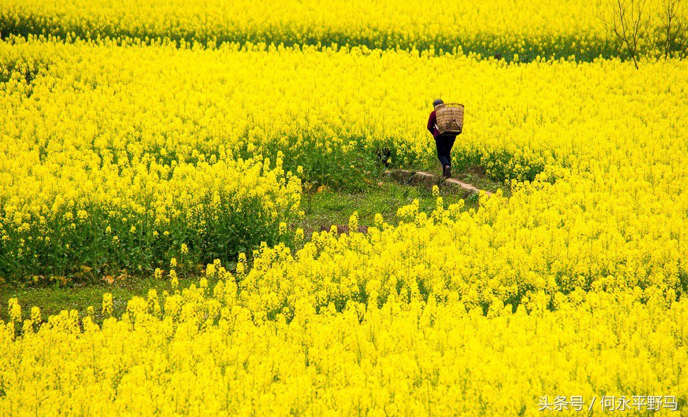 重庆千亩油菜花开“醉”游人,航拍千亩花海惹人醉