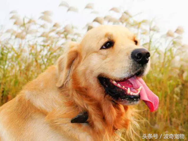 狗狗品种大全图片及简介,狗狗的所有类型品种大全介绍