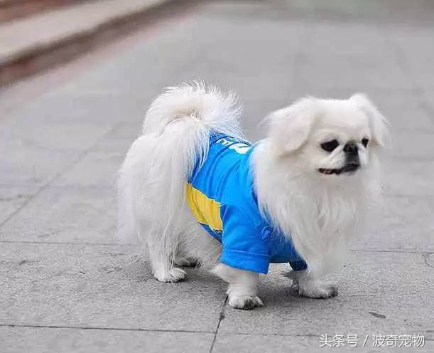 狗狗品种大全带你走进狗狗的世界,狗狗品种大全看看你认识几种