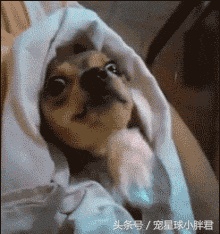 狗吃什么会死狗狗不能吃的12类食物