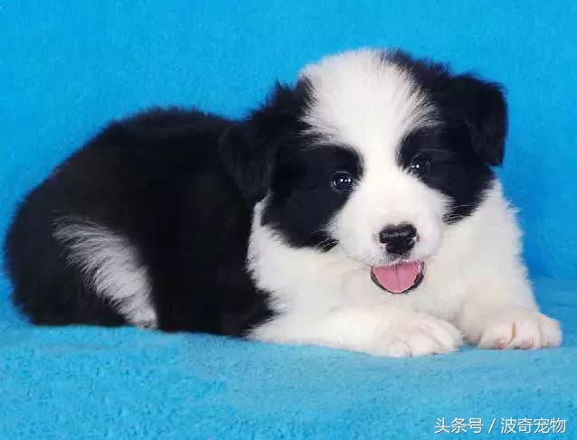 狗狗品种大全图片及简介,狗狗的所有类型品种大全介绍