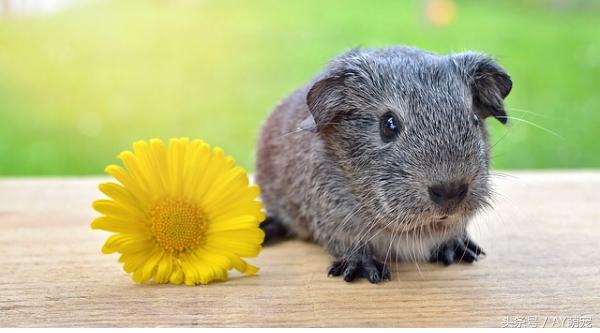 刚买来的荷兰猪放哪里养好,荷兰猪群居好还是不群养好