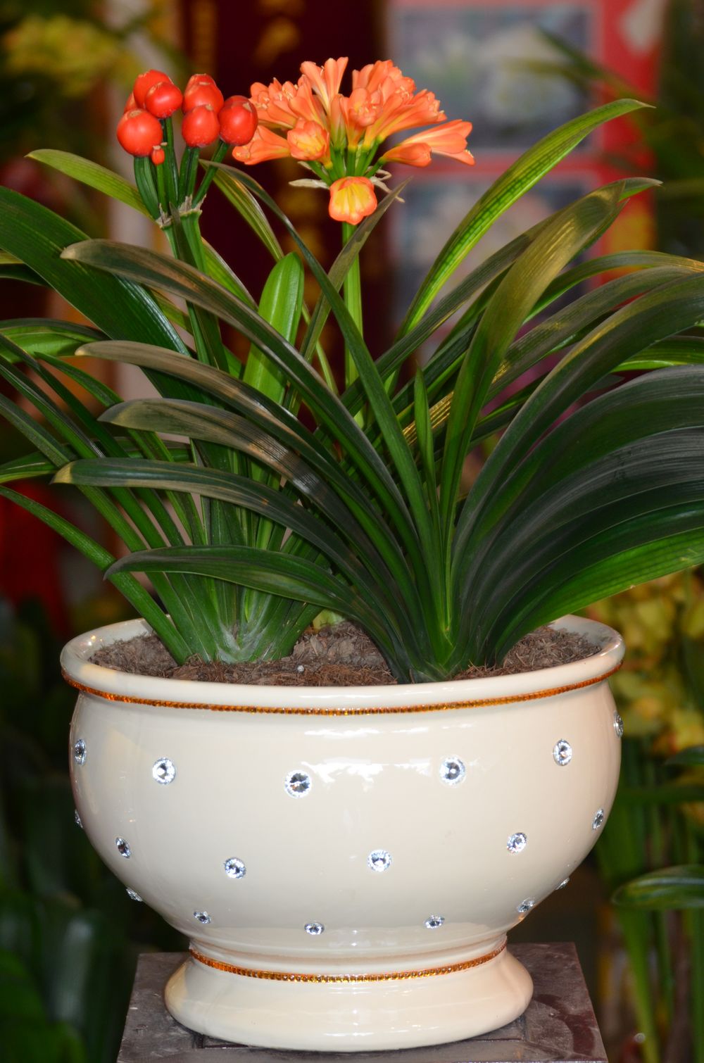 养君子兰最简单的方法,十年老花农养君子兰的秘诀