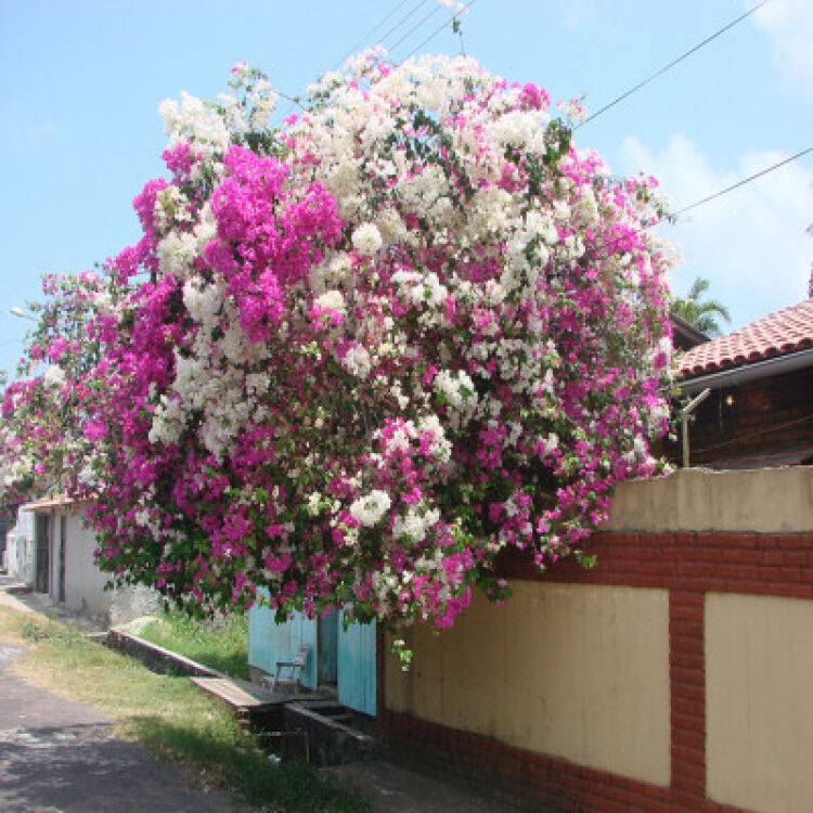 多头蔷薇爬藤一株能长多少,爬藤蔷薇一颗种子就是一株吗