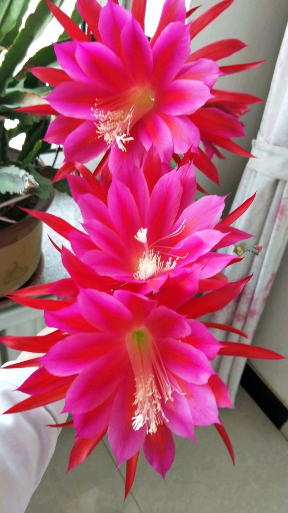 开花形状奇特的植物,一朵花开好久的植物