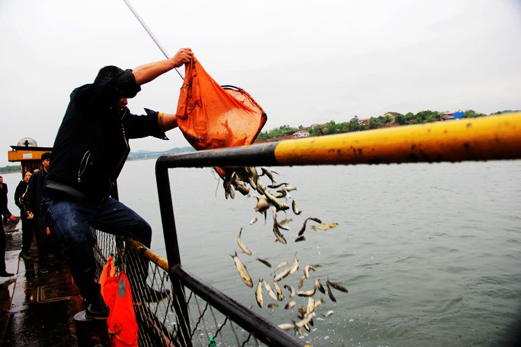 湟鱼洄游过程,湟鱼洄游障碍
