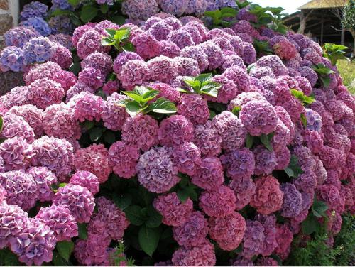 什么样的花好养又耐活,哪些花坑人