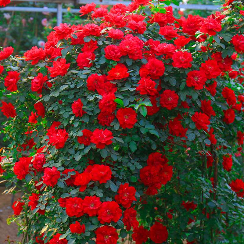 6种超有气质且唯美的爬藤花,3种极品爬藤花30天爬满庭院农村