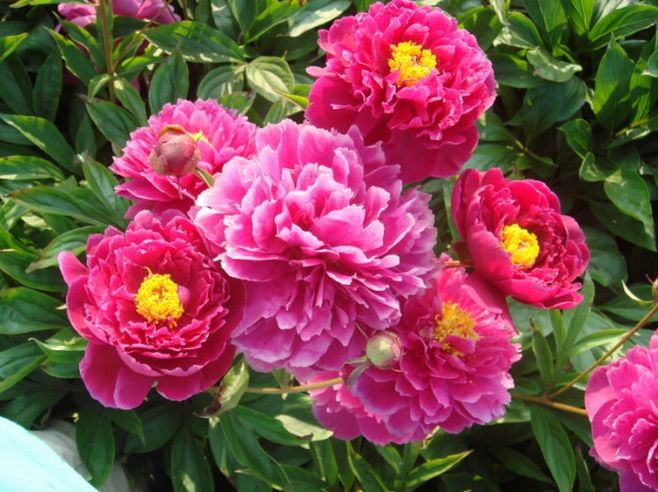 九种吉祥树越老越值钱越养越富贵,10种富贵花卉