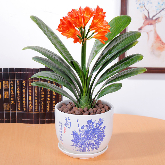 君子兰怎么养才能长得快又茂盛,君子兰怎样才能养出精品