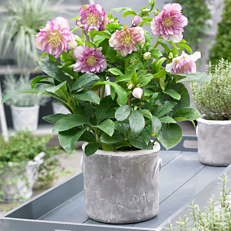 19种抗寒花，-20度冻不死，冬天不必搬进屋