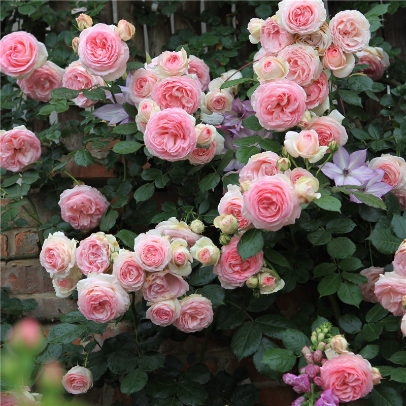 5多头藤本月季,50种漂亮月季
