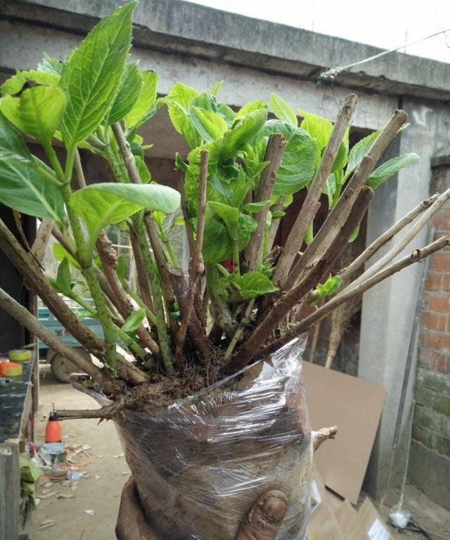 什么样的花好养又耐活,哪些花坑人