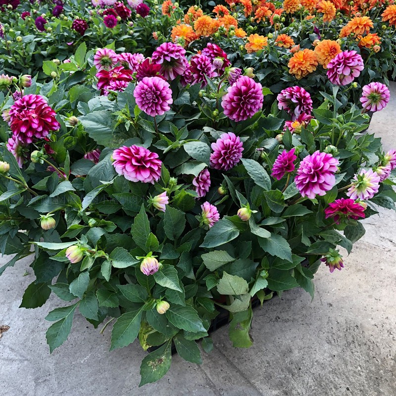 养花中出现小黑飞蚊怎么消除,养花有小黑飞怎么办