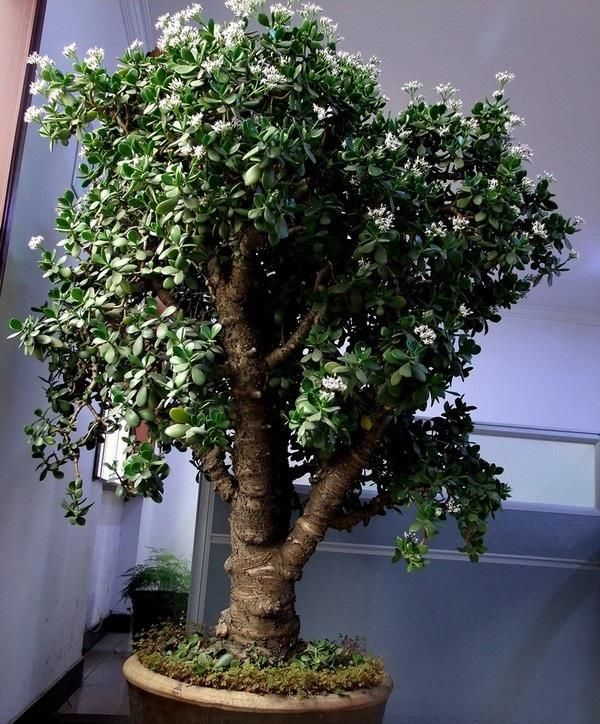 6种漂亮的富贵花好养好看还招财,6种长寿花能活一百年漂亮又吉利