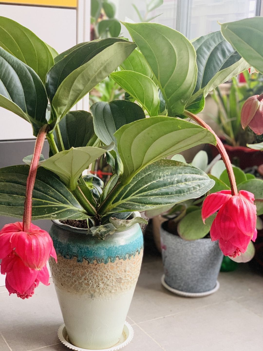 6种“昂贵花”，花钱不值得，纵使“美如仙”，十有八九养不活