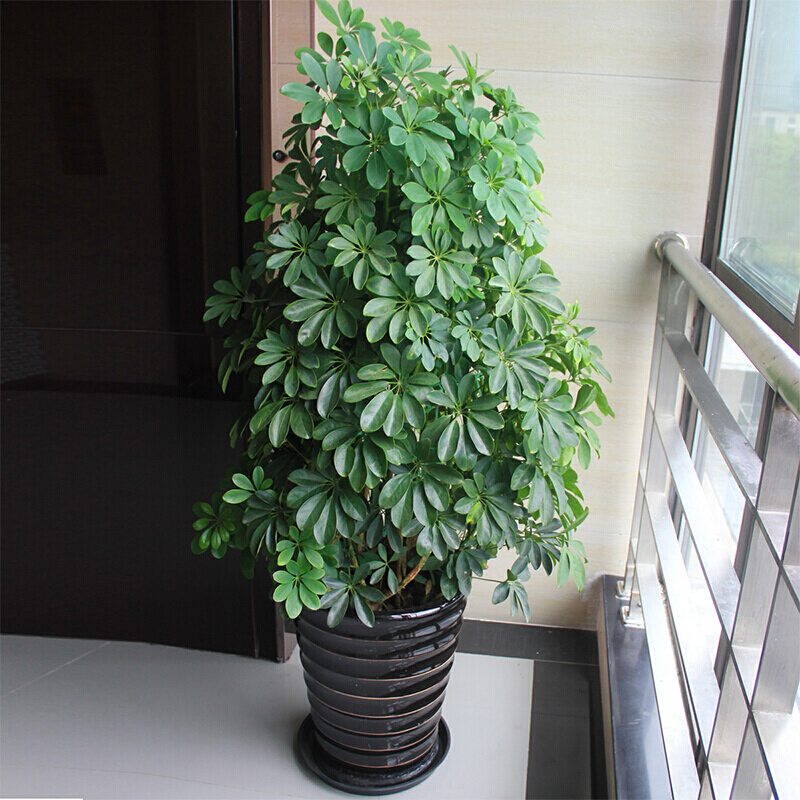 7种可以改善室内空气质量的绿植,7种花寓意美好净化空气花开不断