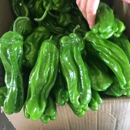 不同的辣椒秧怎么区分,同种辣椒鲜的辣还是干的辣