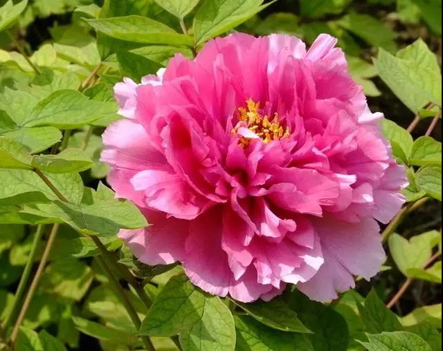 九种吉祥树越老越值钱越养越富贵,10种富贵花卉