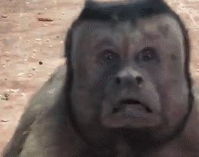 奇特长相的猴子,最像人脸的猴子