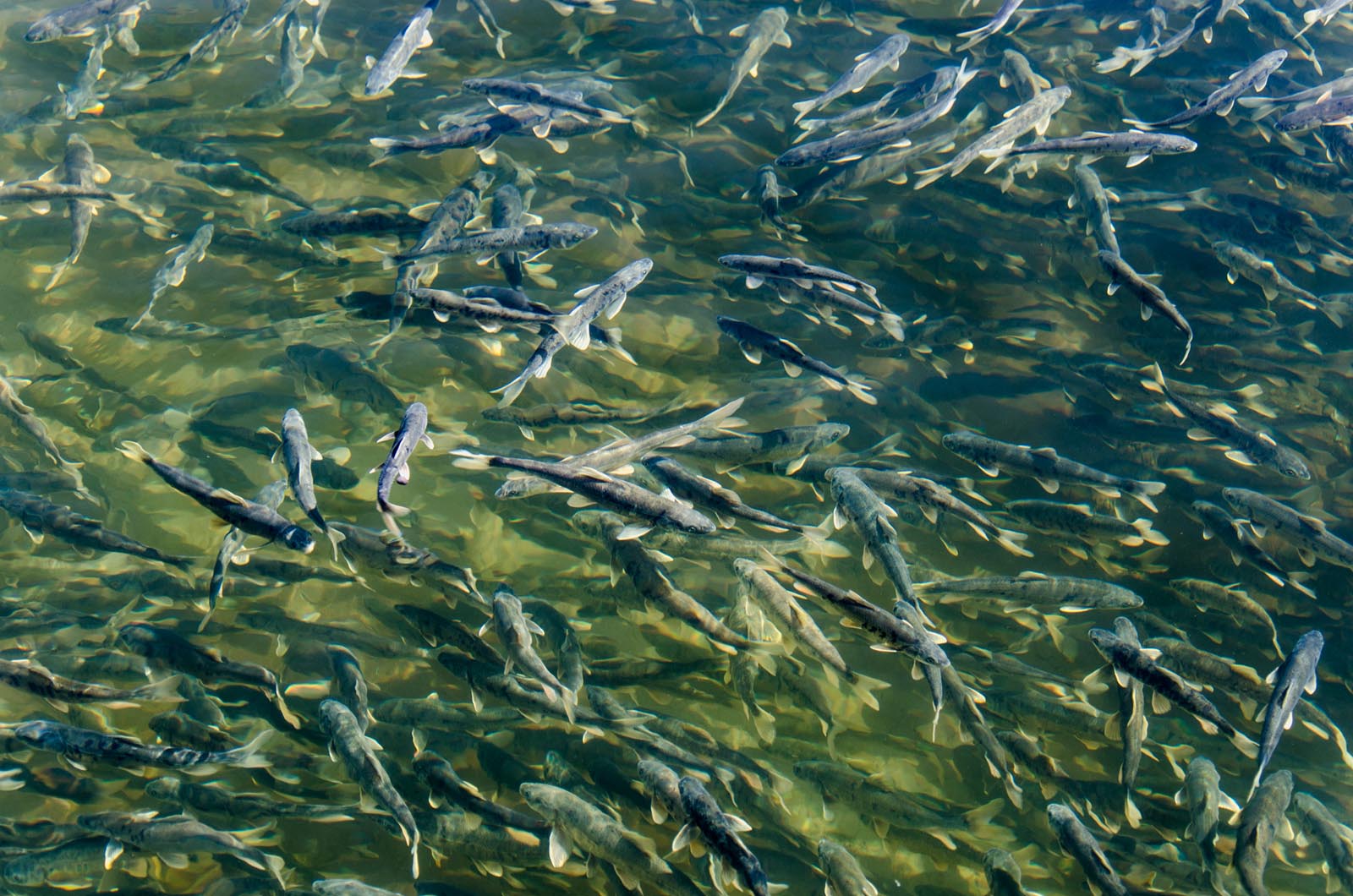 湟鱼洄游过程,湟鱼洄游障碍