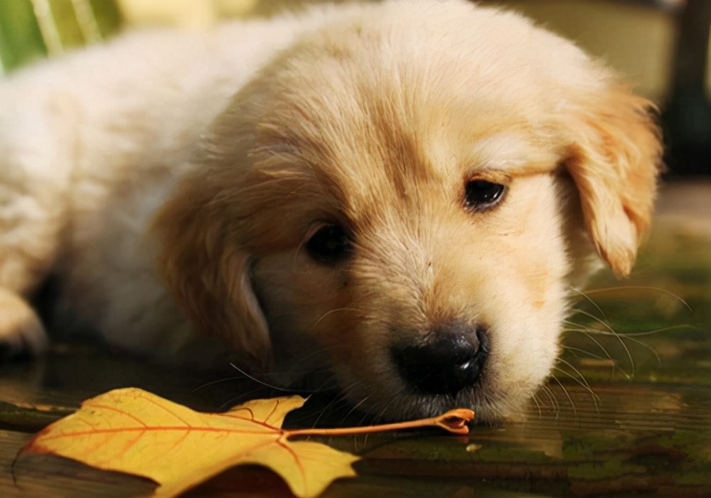 养宠日记:小狗月经来了呕吐是怎么回事?应该采取什么措施处理?