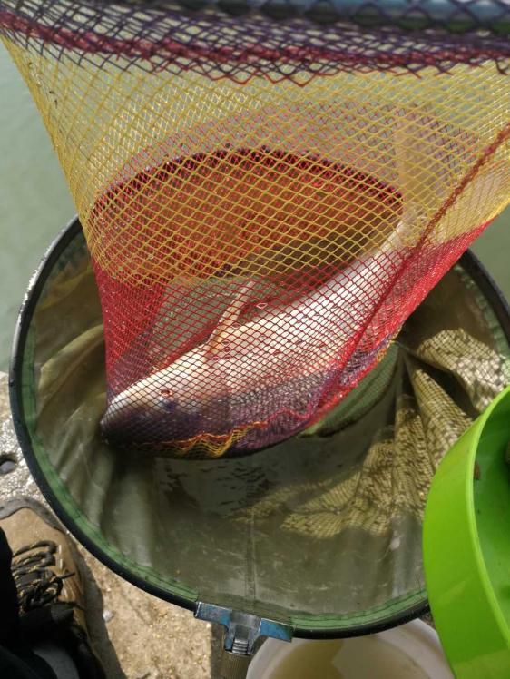 本汀金迦潘强硬弓测评,本汀金迦潘强弓鱼竿测评