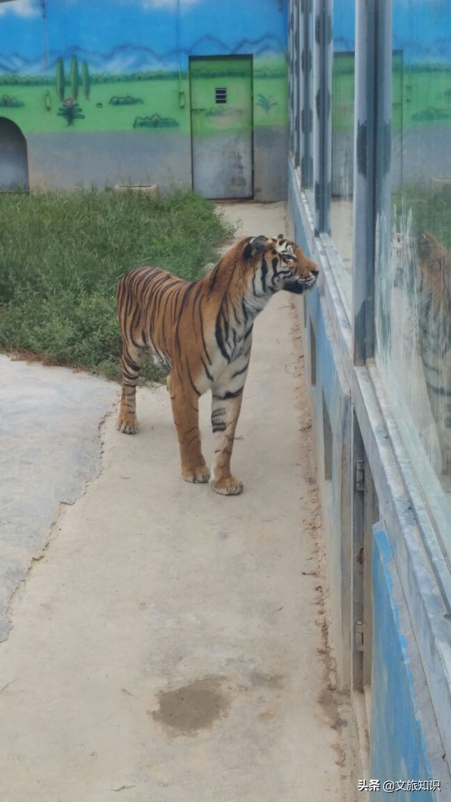 山东德州动植物园旅游区,德州市动植物园视频