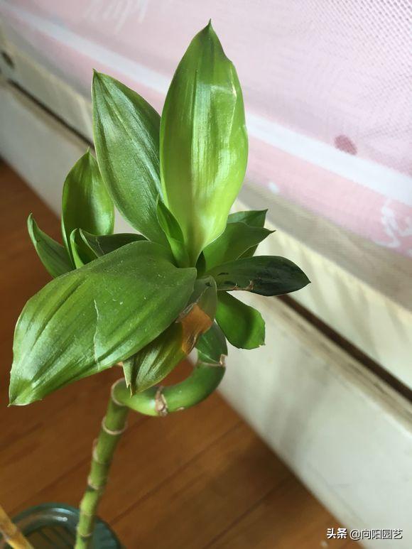 水培富贵竹,时间长了有异味,盆内长出绿藻,学学换水小技巧