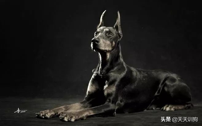 为什么德国犬种那么多,德国大型犬有哪些