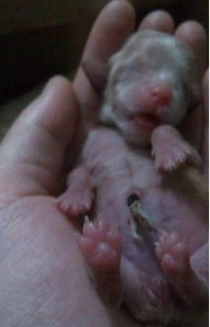 生宝宝的过程很痛苦,生宝宝的过程记录肚子的变化