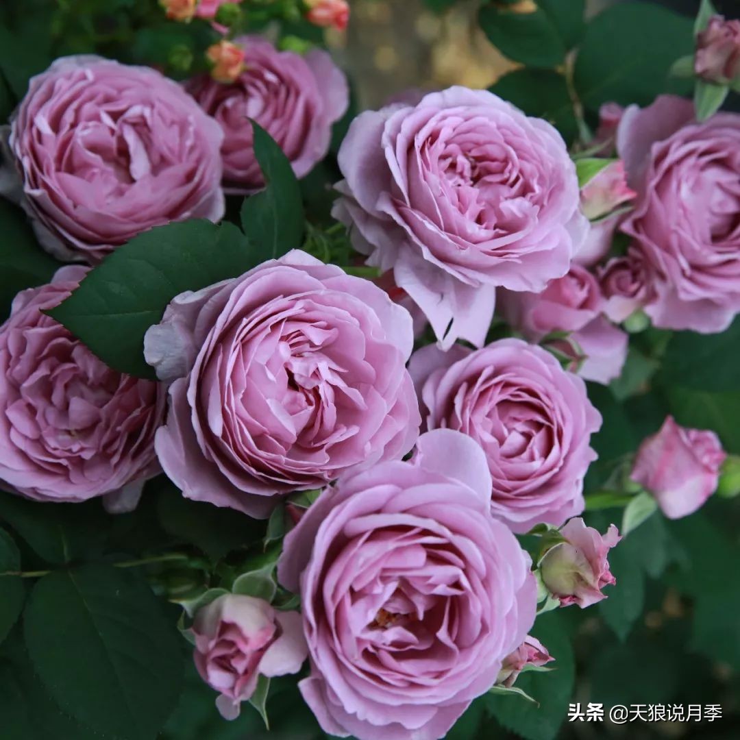 四月最浪漫的蔷薇花,最浪漫的四月花