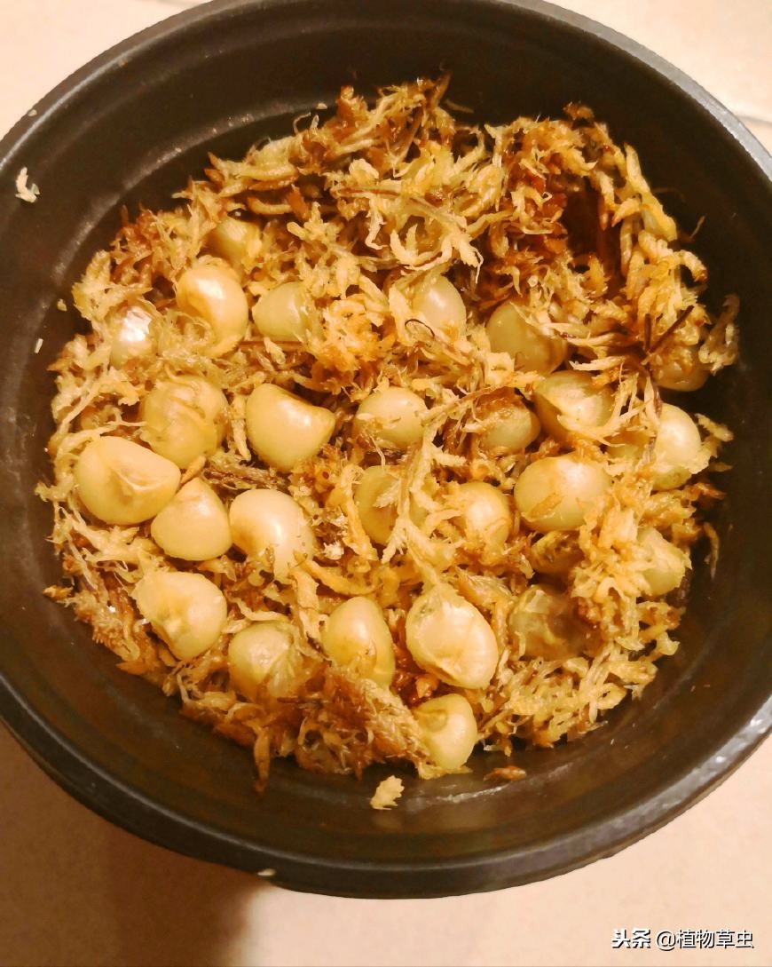 记录君子兰种子发芽的全过程图片,君子兰种子发芽全过程示意图