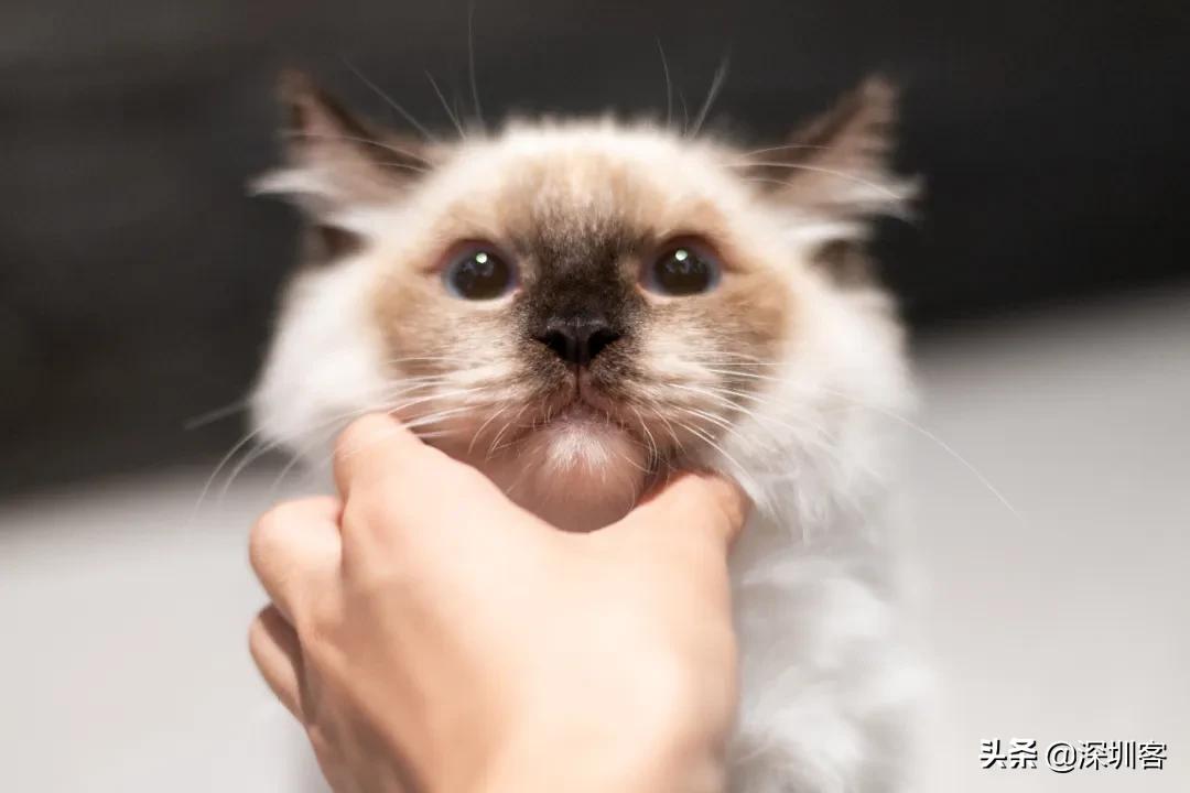 深圳猫市,深圳猫市场