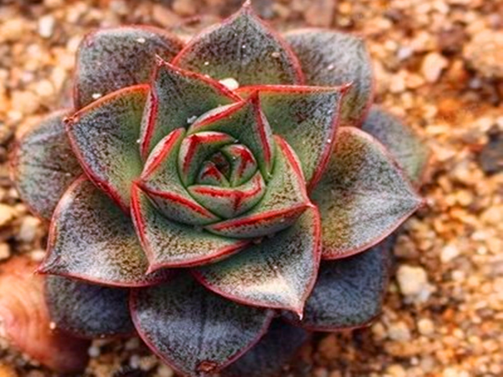 多肉晒伤后怎么处理,多肉被晒伤了怎么补救