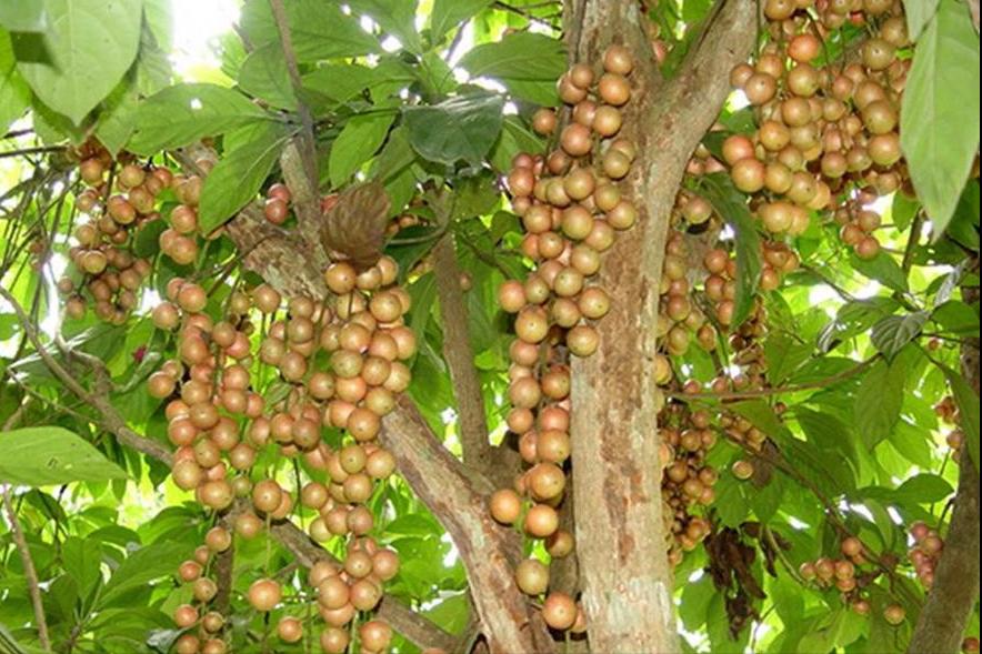 百种味道的果子,百种果实图片