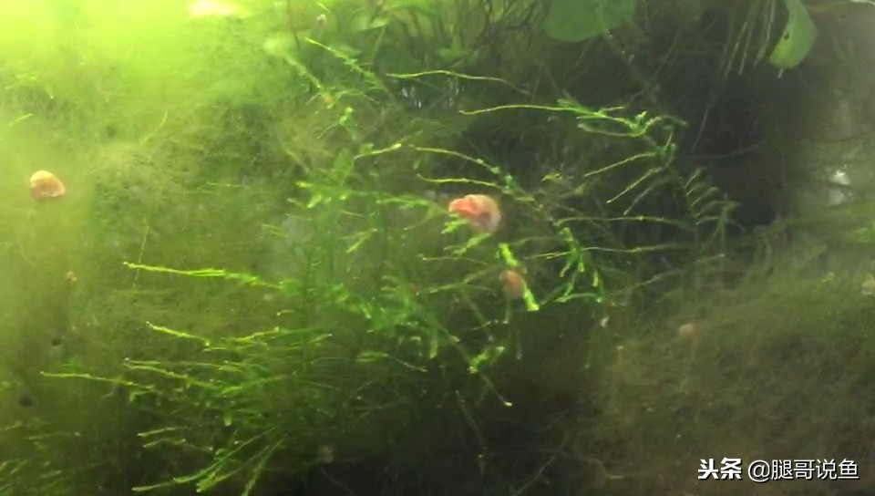 多少只苹果螺除藻,草缸苹果螺怎么防止爆缸